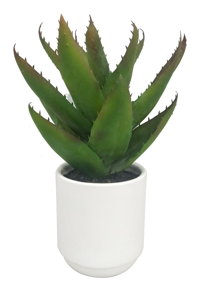 CANVAS Artificial Indoor Asparagus Plant in Ceramic Pot, 12.5-in