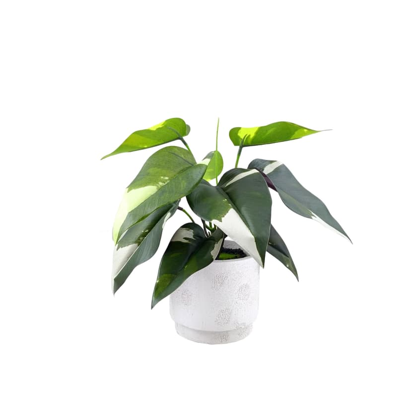 Canvas 11-in Natural Looking Philodendron Artificial Plant