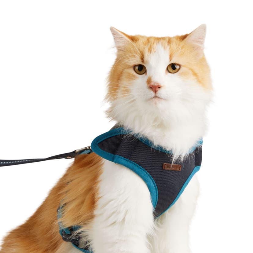Reddy Teal Cushioned Cat Harness Set, Assorted Sizes