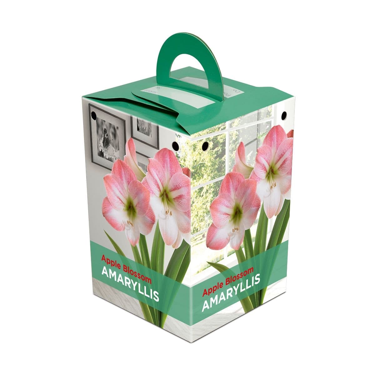 Apple Blossom Oversized, Amaryllis Bulbs, Ready to Plant for your Home Garden