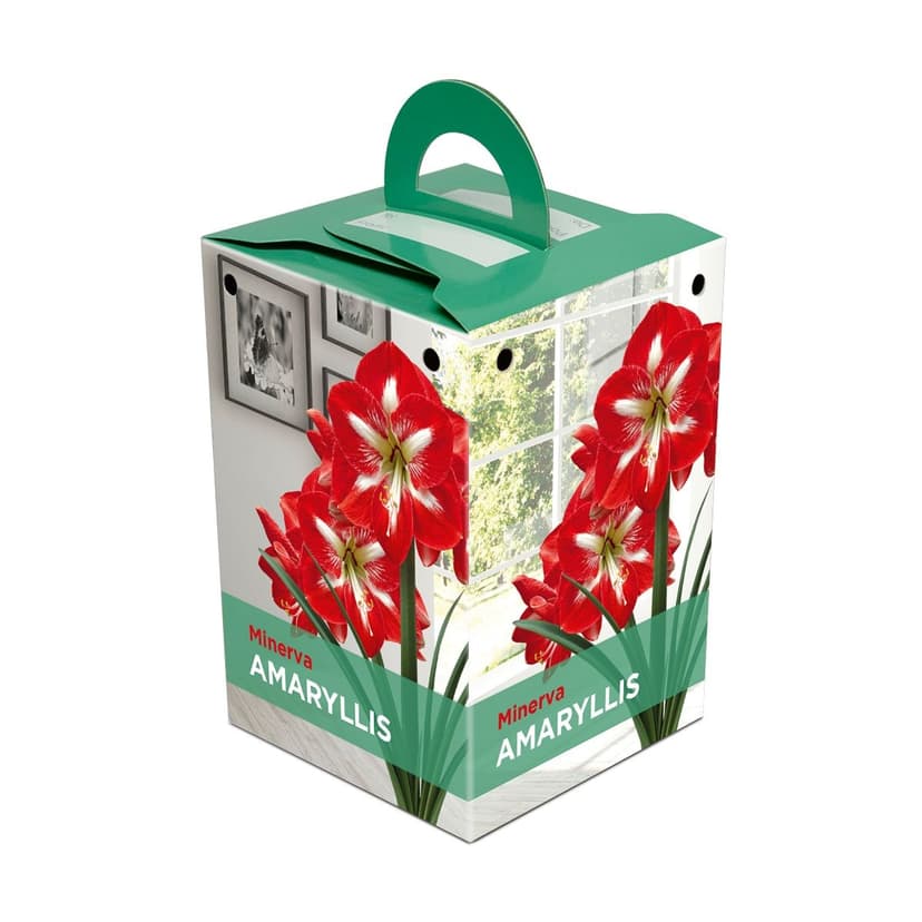 Minerva Oversized, Amaryllis Bulbs, Ready to Plant for your Home Garden