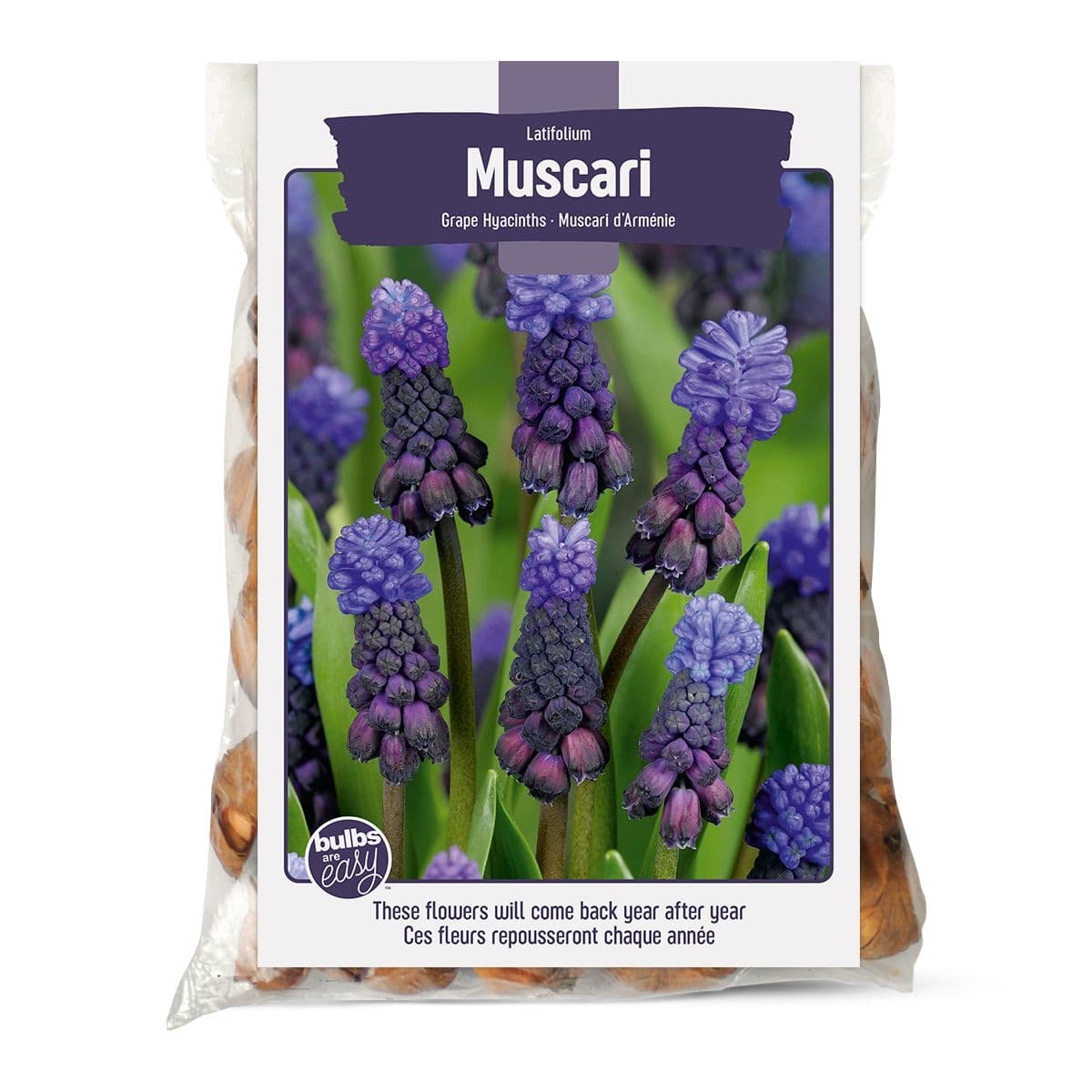 Bulbs Are Easy, Latifolium Grape Hyacinth Muscari Bulbs, Home Garden