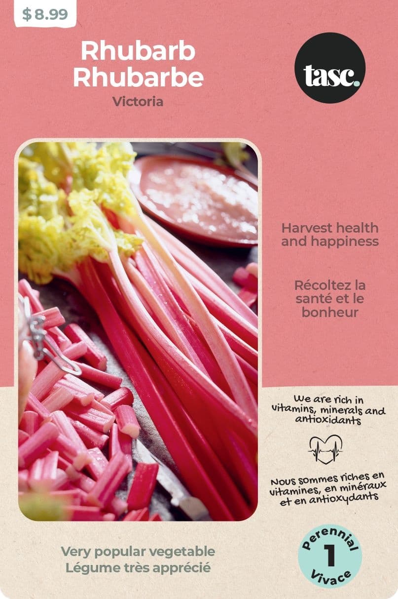 Bulbs Are Easy, Victoria Rhubarb Fruit Bulbs, Ready to Plant for your Home Garden