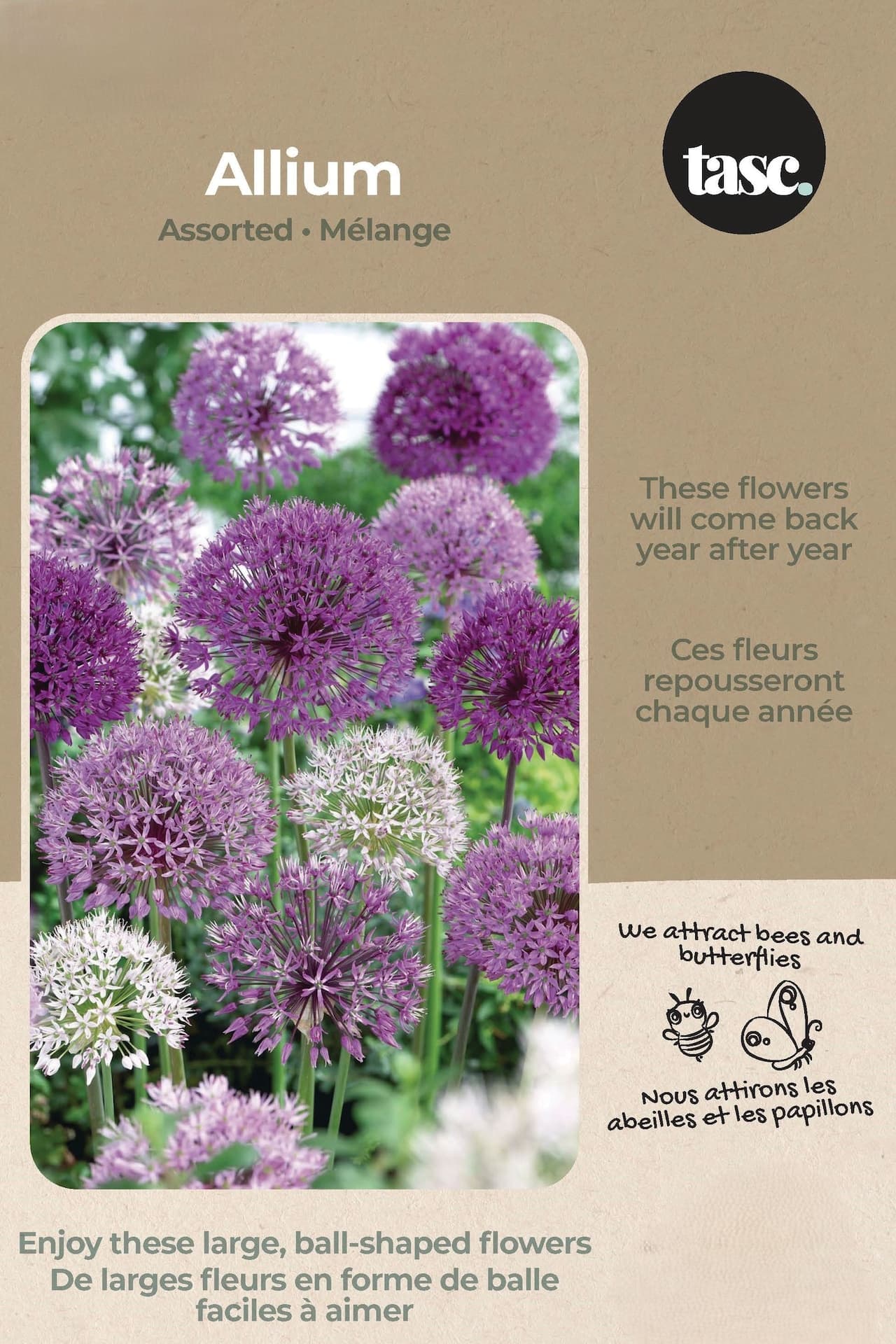 Bulbs are Easy Specie Allium Bulbs, Assorted Colours