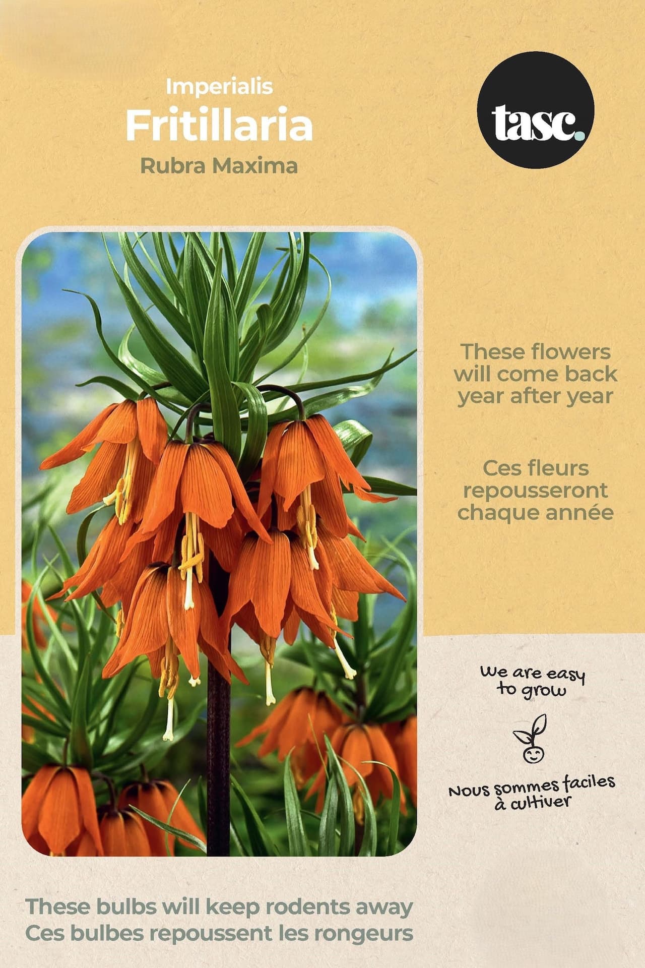 Bulbs are Easy Imperialis Fritillaria Rubra Maxima Bulb