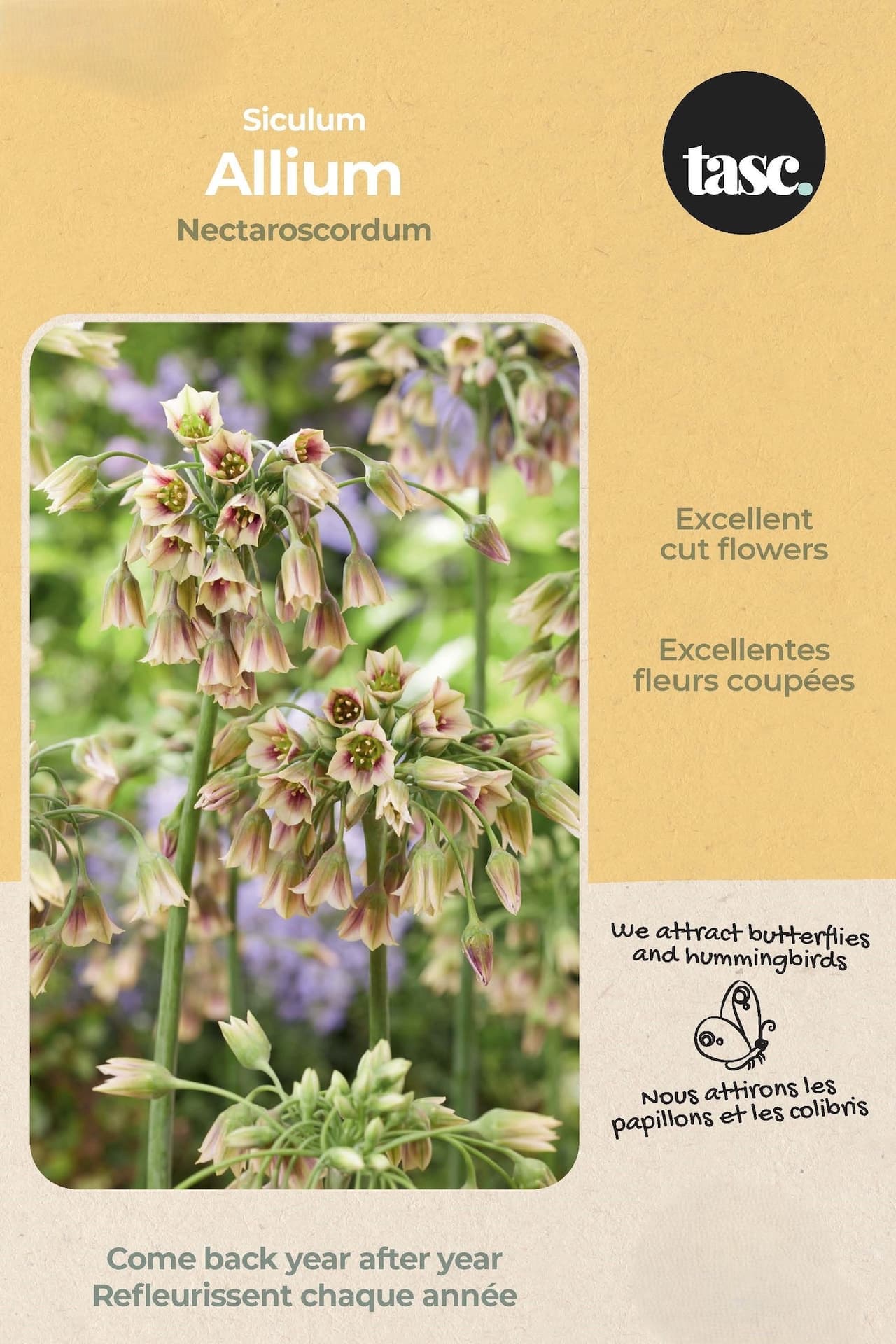 Bulbs are Easy Siculum Allium Nectaroscordum Flower Bulb