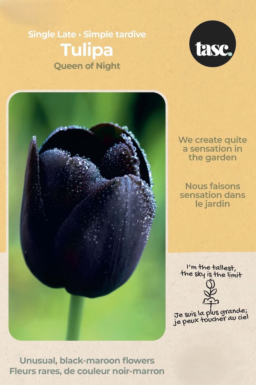 Bulbs are Easy Single Late Tulipa Queen of Night Bulb