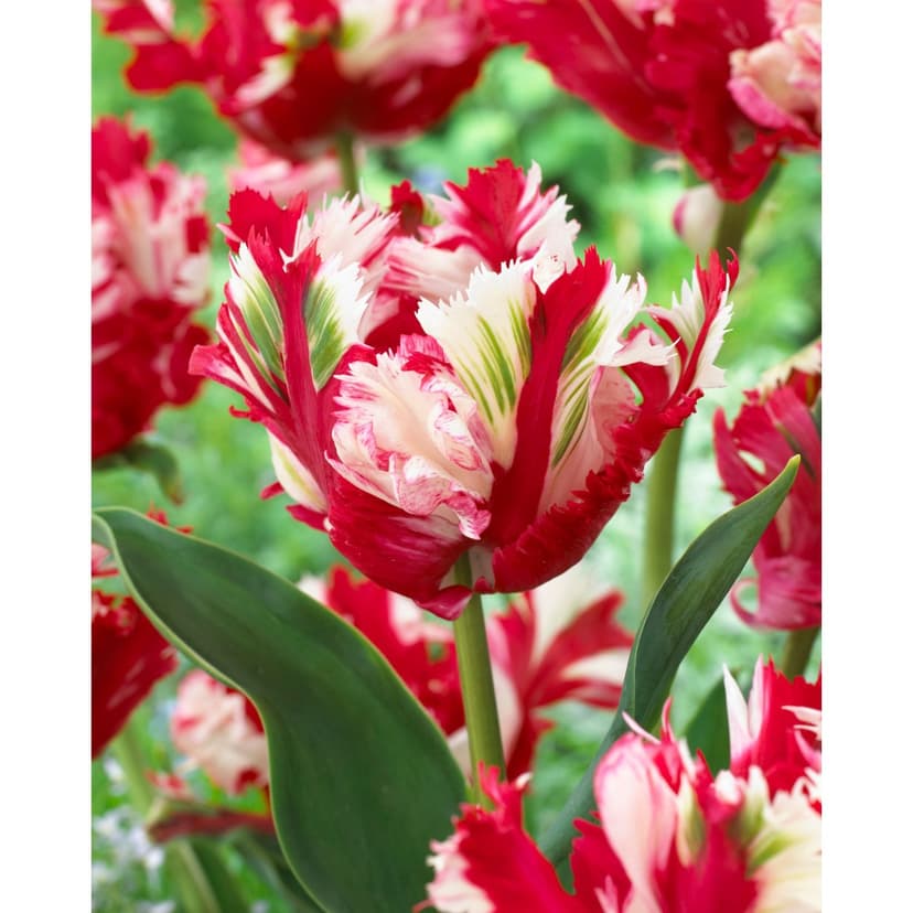 Bulbs are Easy Tulip Parrot Estella Rijnveld DIY Bulb