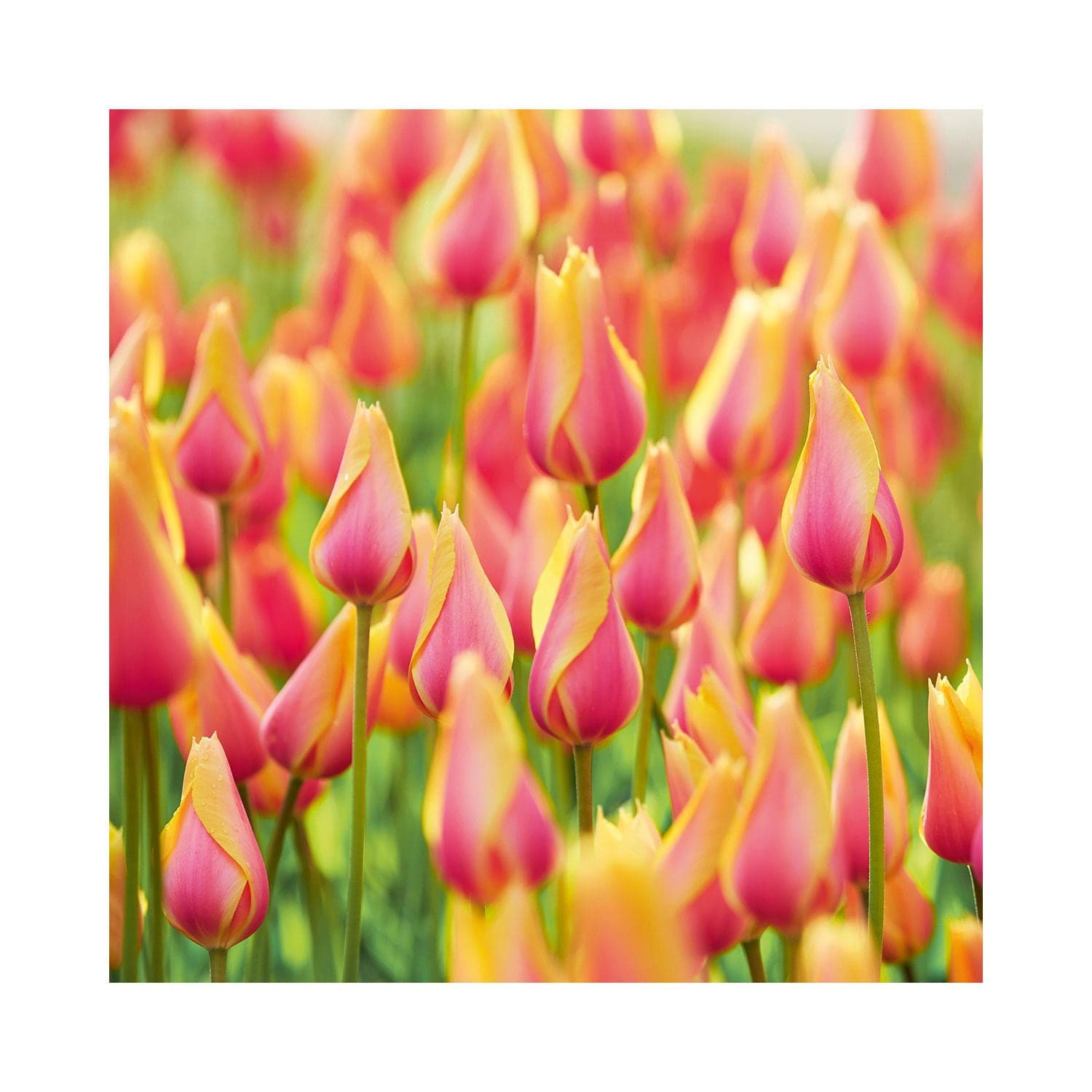 Bulbs are Easy Single Late Tulipa Blushing Beauty Bulb