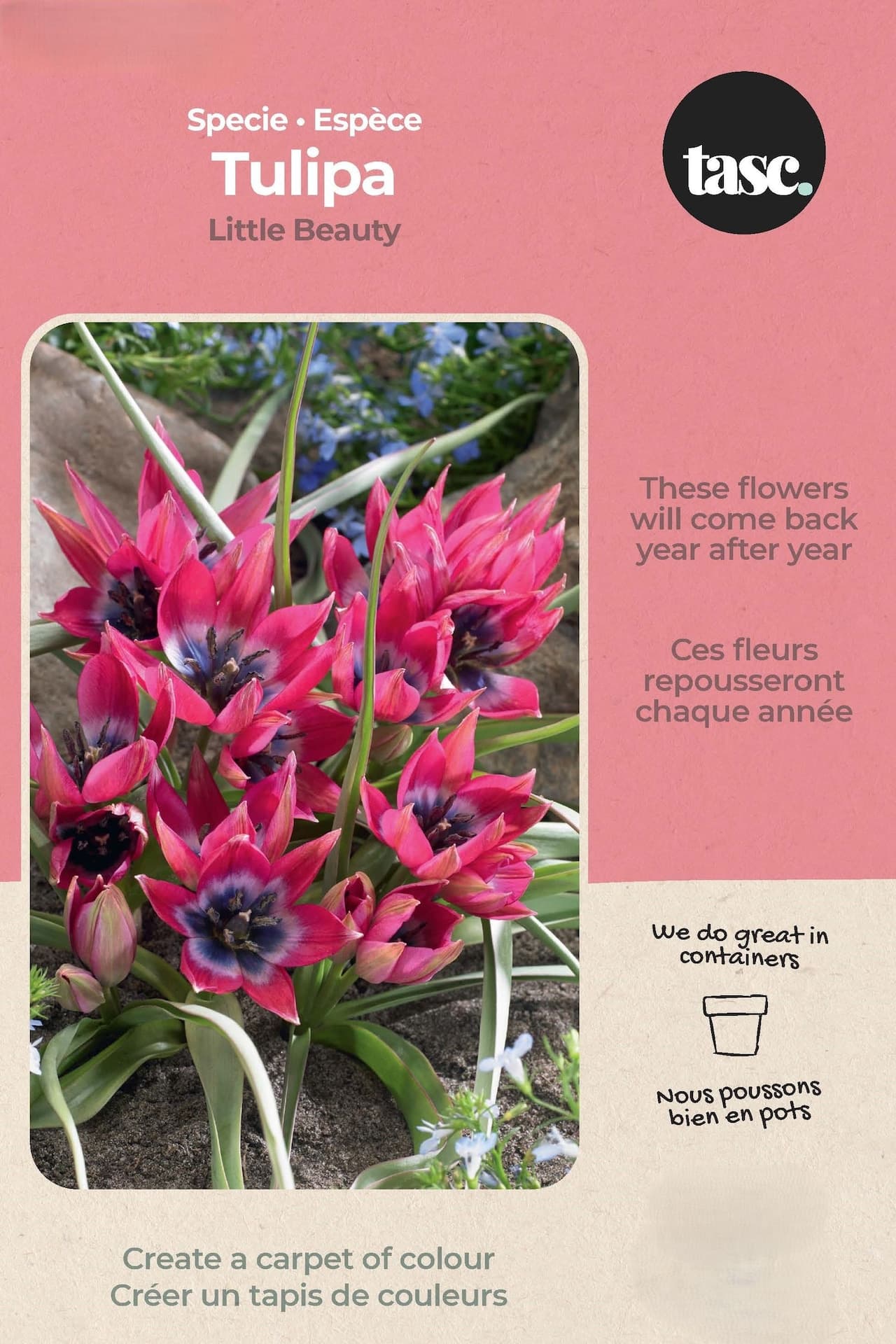 Bulbs are Easy Specie Tulipa Little Beauty DIY Bulb