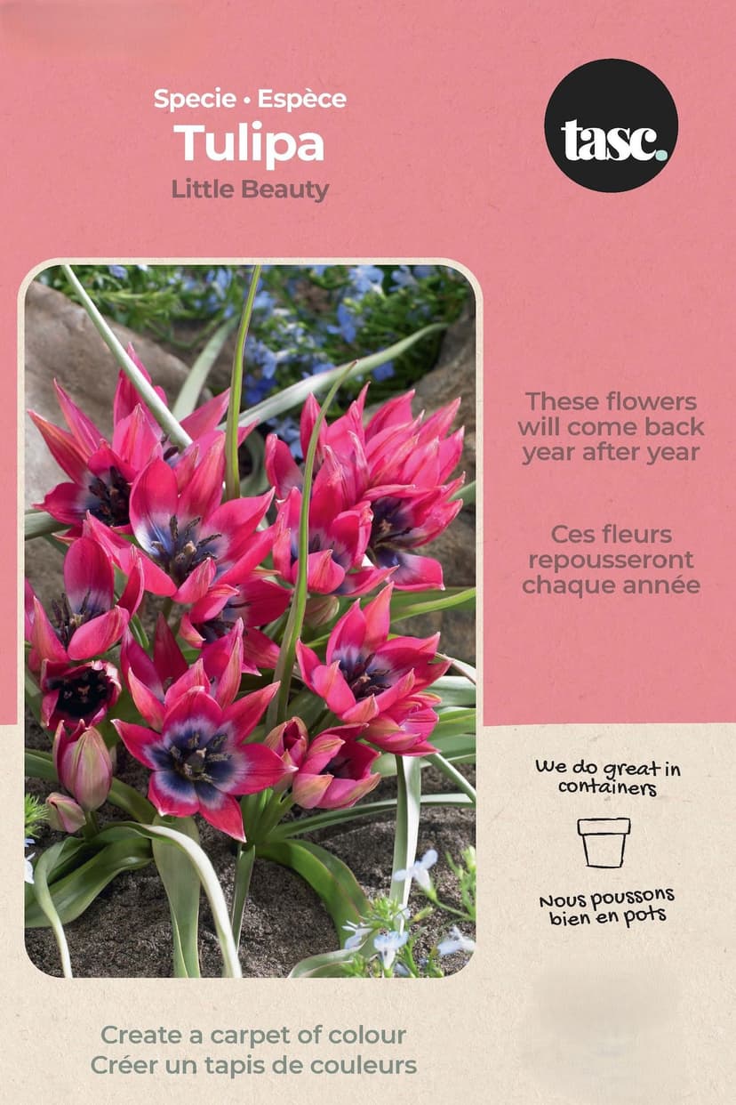 Bulbs are Easy Specie Tulipa Little Beauty DIY Bulb