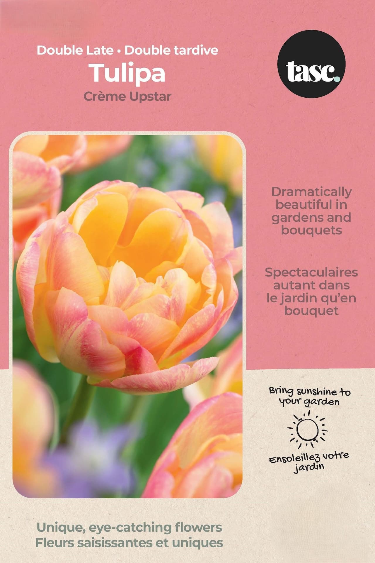 Bulbs are Easy Double Late Tulipa Crème Upstar Bulb