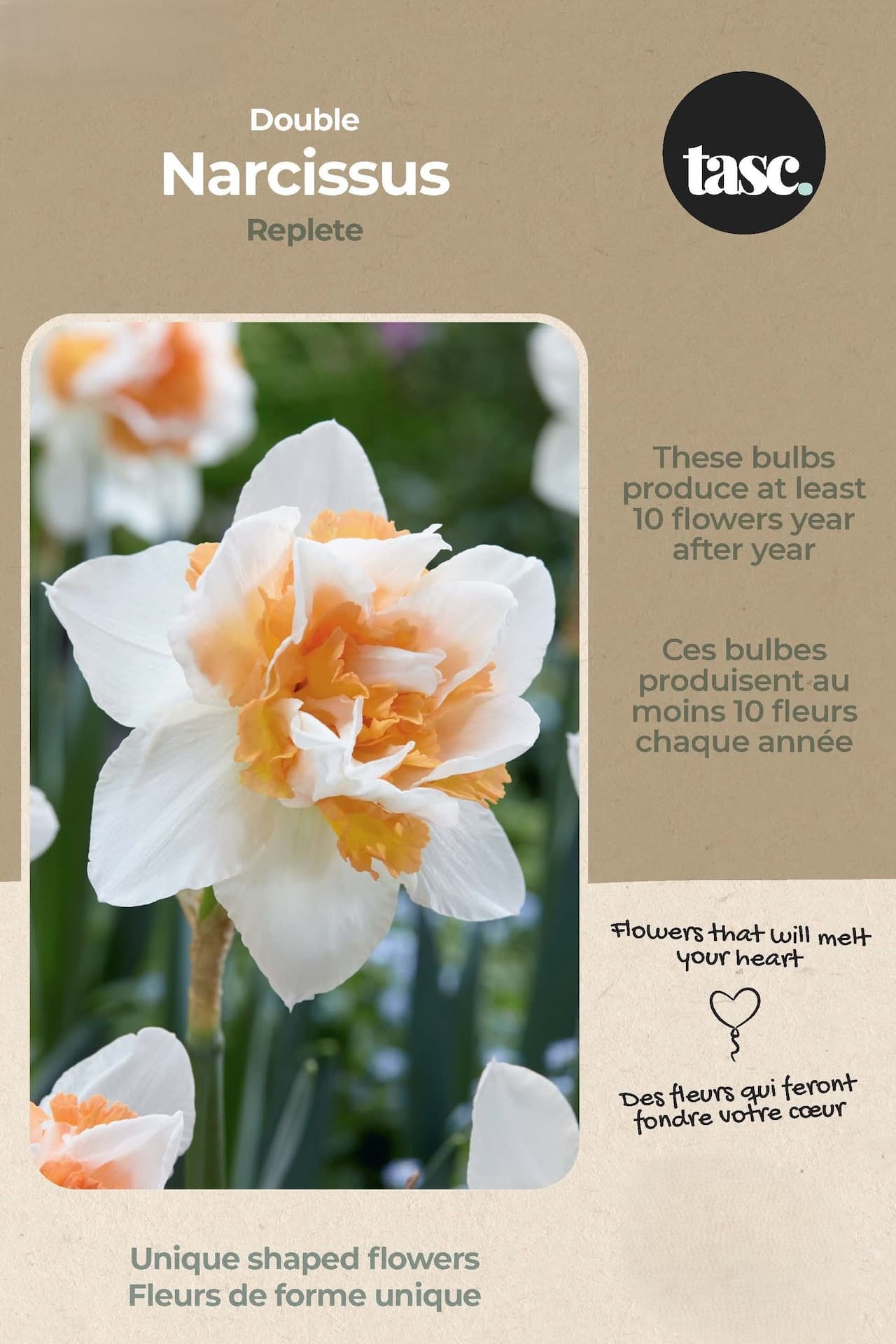 Bulbs are Easy Double Narcissus Replete Flower Bulb