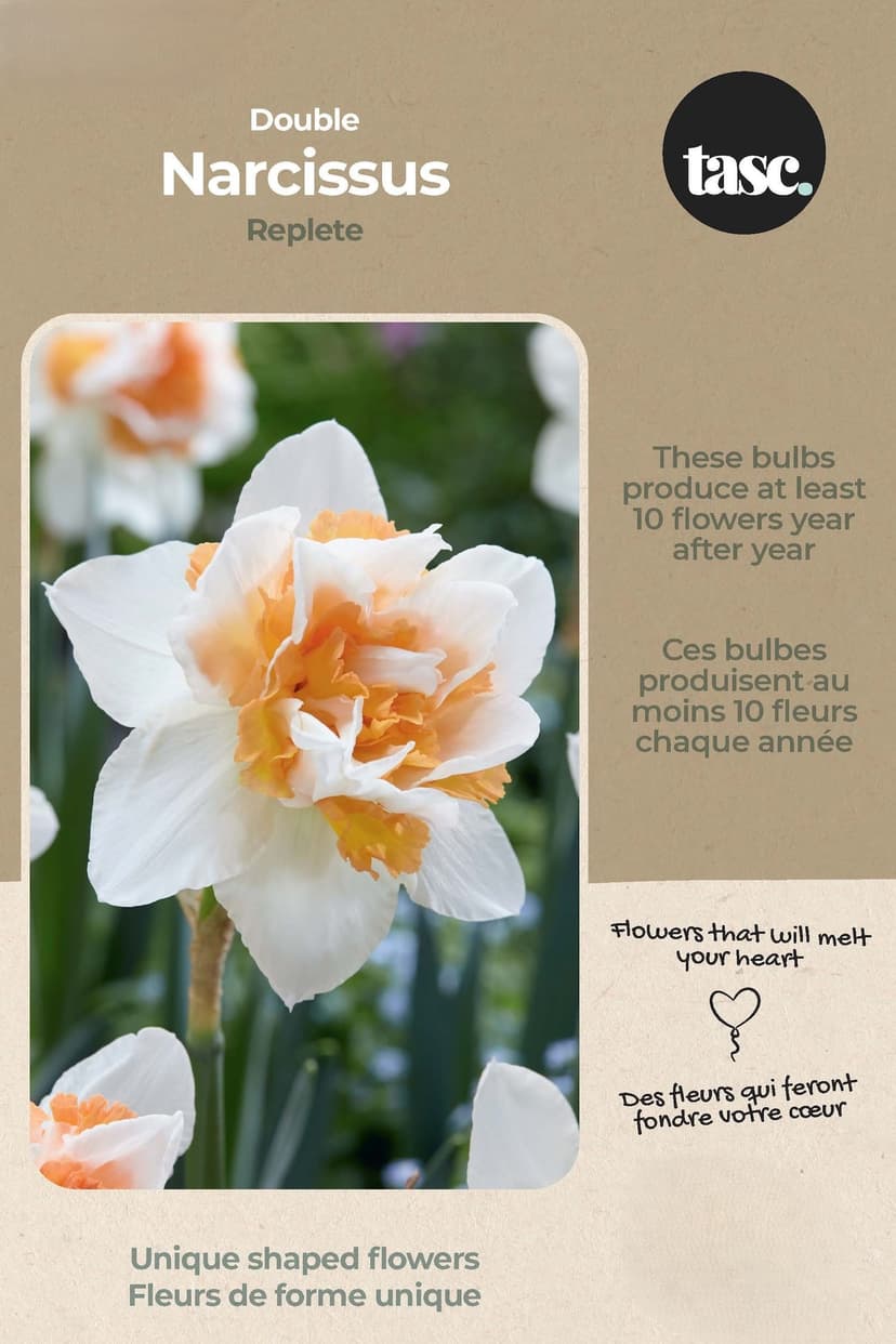 Bulbs are Easy Double Narcissus Replete Flower Bulb