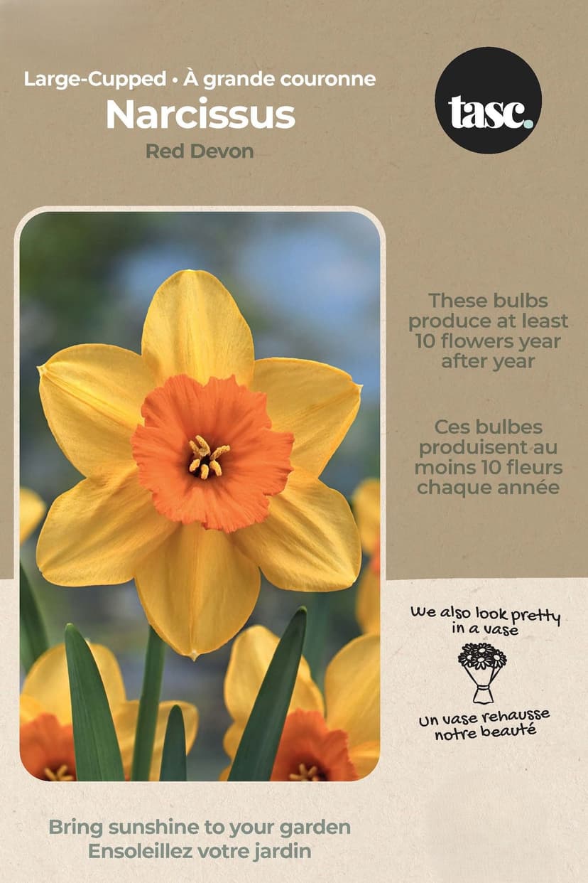 Bulbs are Easy Large-Cupped Narcissus Red Devon Bulb