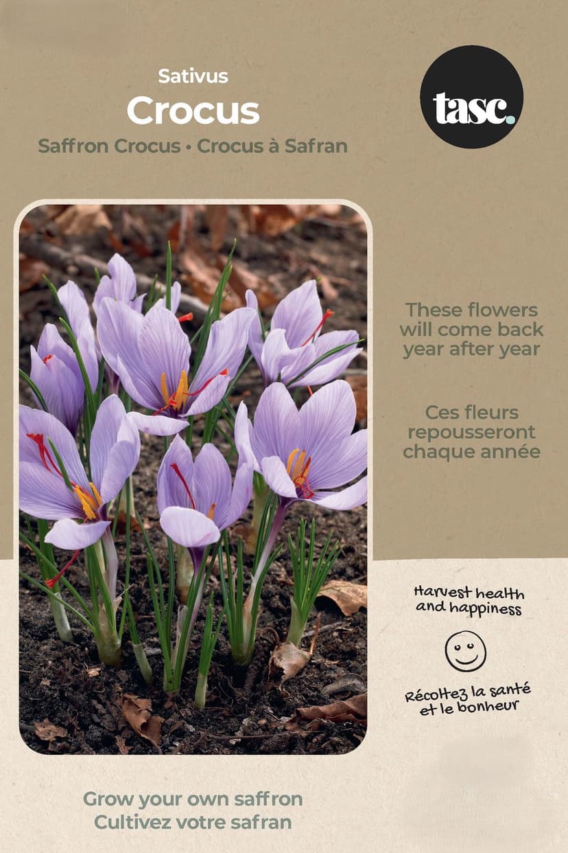 Bulbs are Easy Sativus Crocus Saffron Crocus Flower Bulb