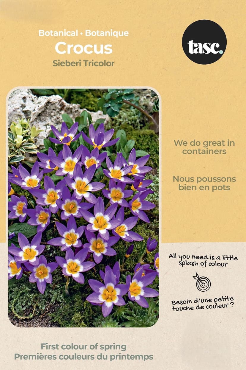Bulbs are Easy Botanical Crocus Sieberi Tricolor Bulb
