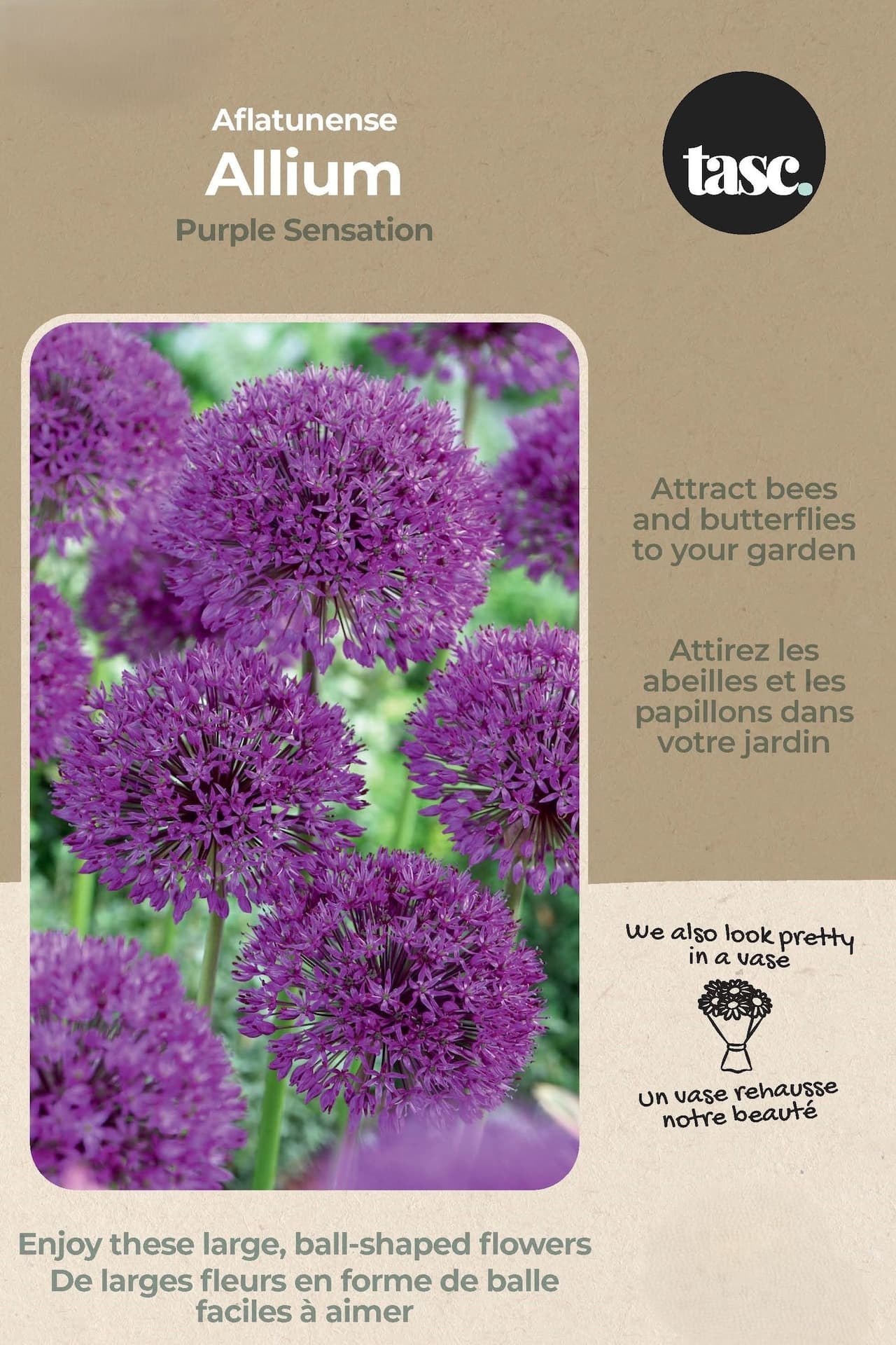 Bulbs are Easy Aflatunense Allium Purple Sensation Bulb