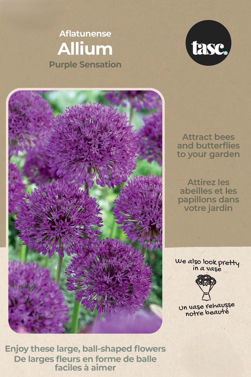 Bulbs are Easy Aflatunense Allium Purple Sensation Bulb