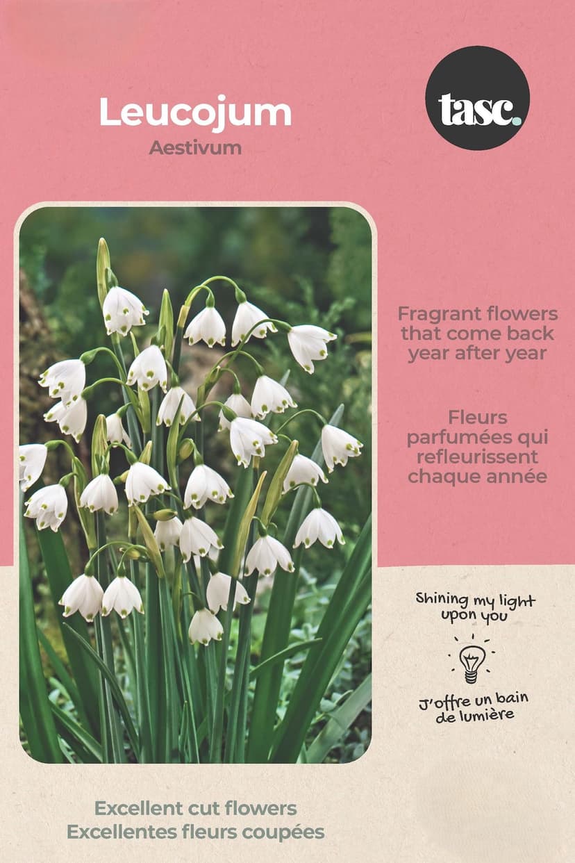 Bulbs are Easy White Leucojum Aestivum DIY Flower Bulb