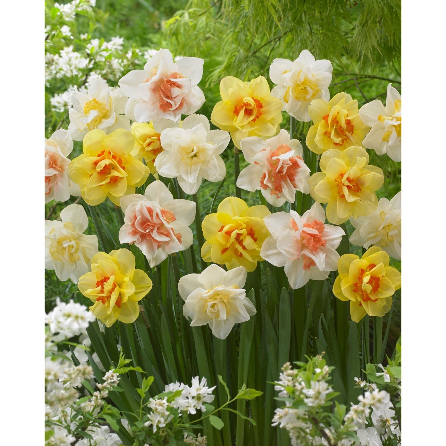 Bulbs are Easy Narcissus Double Bulb, Assorted Colours