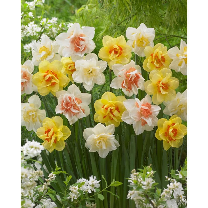 Bulbs are Easy Narcissus Double Bulb, Assorted Colours