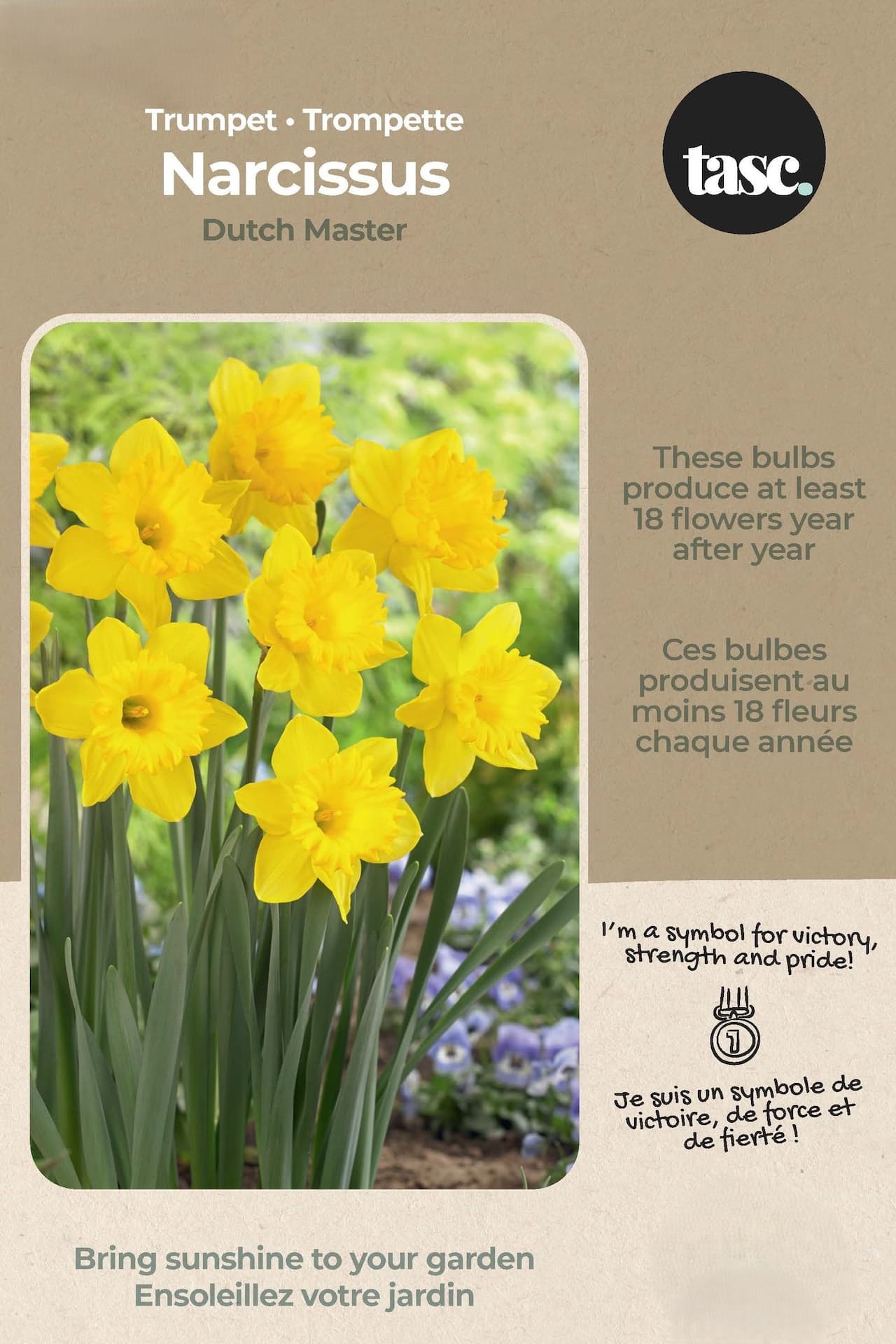 Bulbs are Easy Trumpet Narcissus Dutch Master Bulb