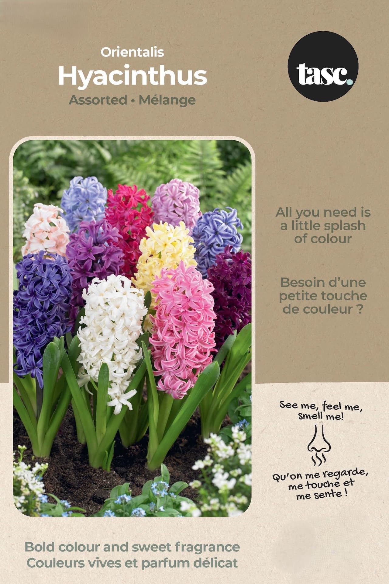 Bulbs are Easy Orientalis Hyacinthus Bulb, Assorted Colours