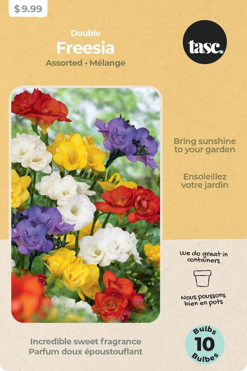 Bulbs Are Easy Freesia Double Ready-to-Plant Flower Bulbs, Assorted