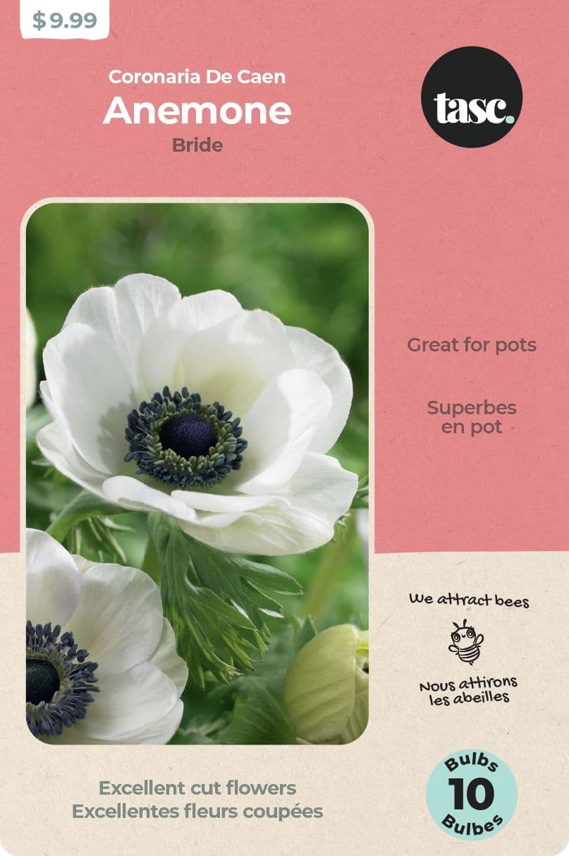 Bulbs Are Easy Anemone Bride