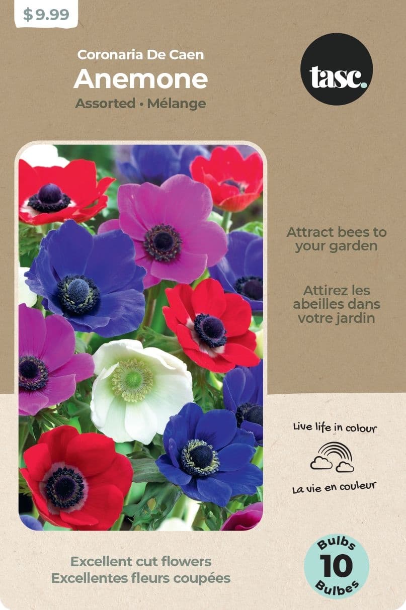 Bulbs Are Easy Anemone de Caen