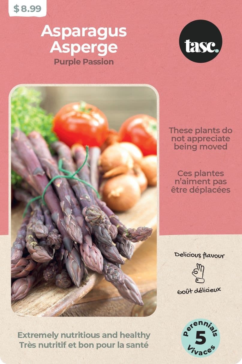 Bulbs Are Easy, Purple Passion Asparagus Bulbs, Ready to Plant for your Home Garden