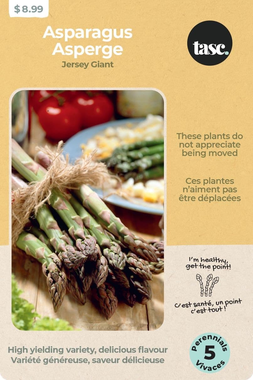 Bulbs Are Easy, Jersey Giant Asparagus Bulbs, Ready to Plant for your Home Garden