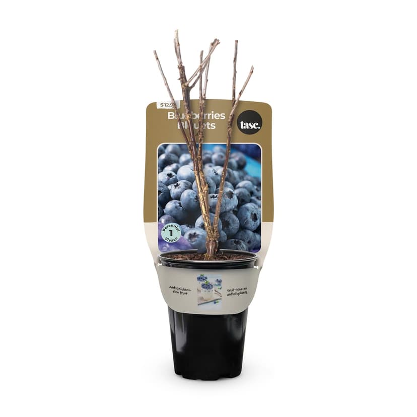 Bulbs Are Easy Duke Blueberry Summer Flower Bulbs