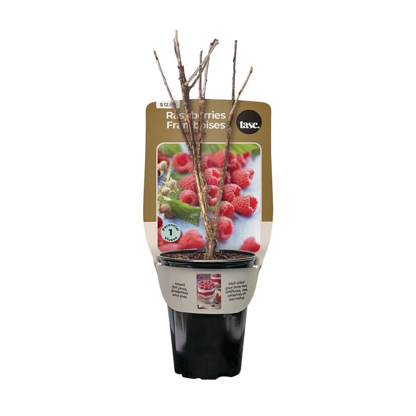 Bulbs Are Easy, Heritage Raspberry Bulbs, Ready to Plant for your Home Garden