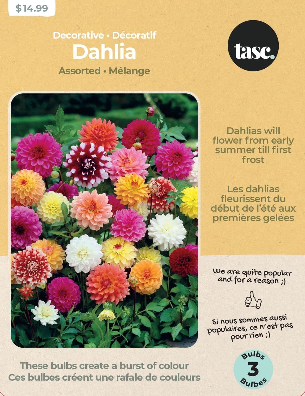 Bulbs Are Easy, Decorative Dahlia Bulbs, Assorted Varieties, Home Garden