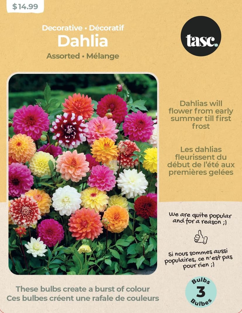 Bulbs Are Easy, Decorative Dahlia Bulbs, Assorted Varieties, Home Garden
