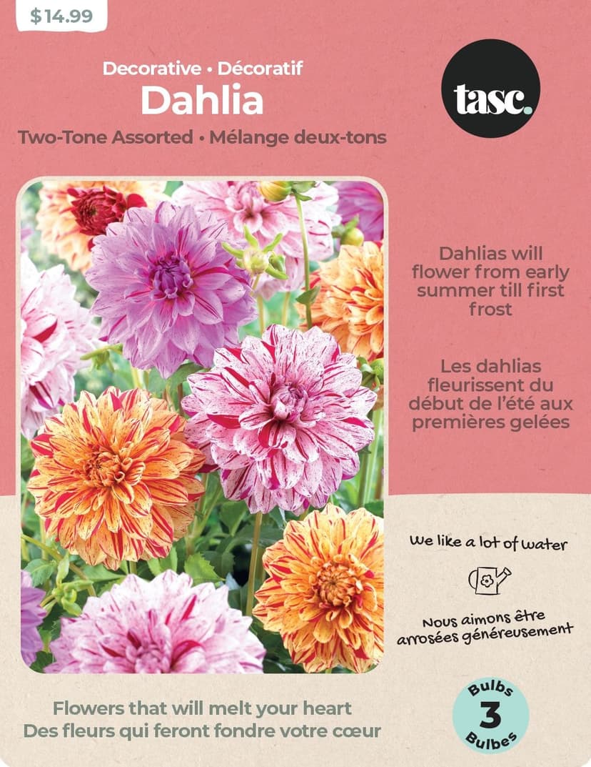 Bulbs Are Easy, Two Tone Dahlia Bulbs, Assorted Varieties, Home Garden, 2 Bulbs
