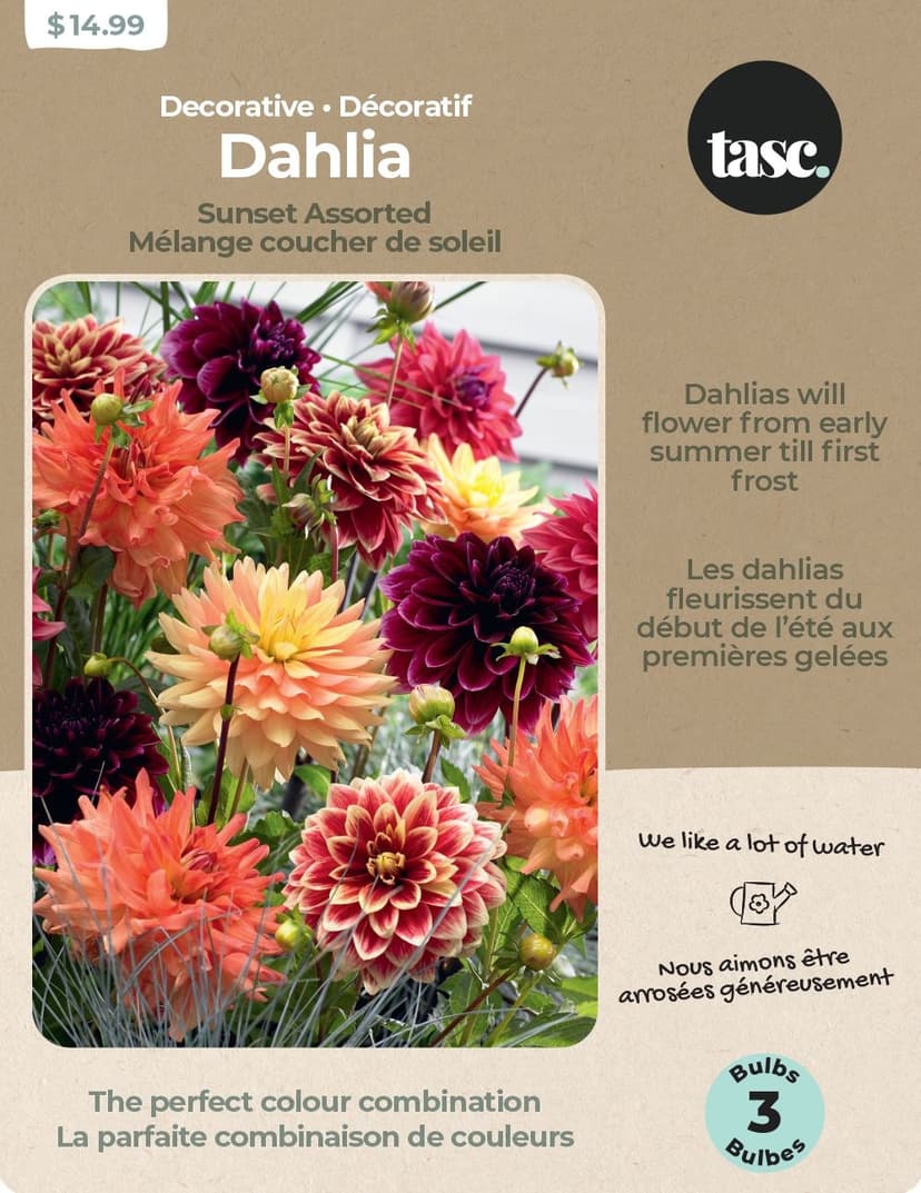 Bulbs Are Easy, Sunset Dahlia Bulbs, Assorted Varieties, Home Garden