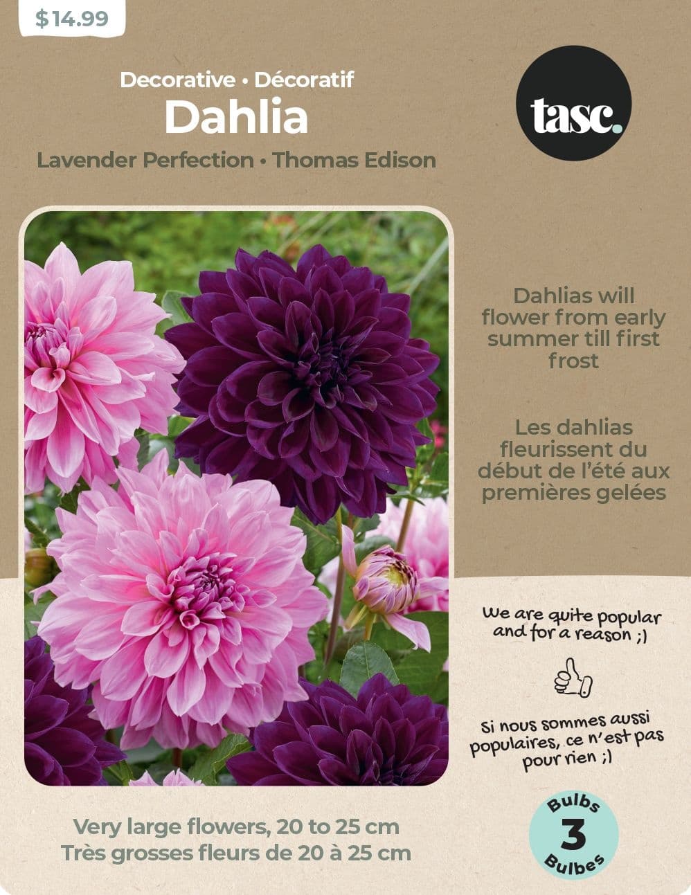 Bulbs Are Easy, Lavender Perfection & Thomas Edison Dahlia Bulbs, Home Garden