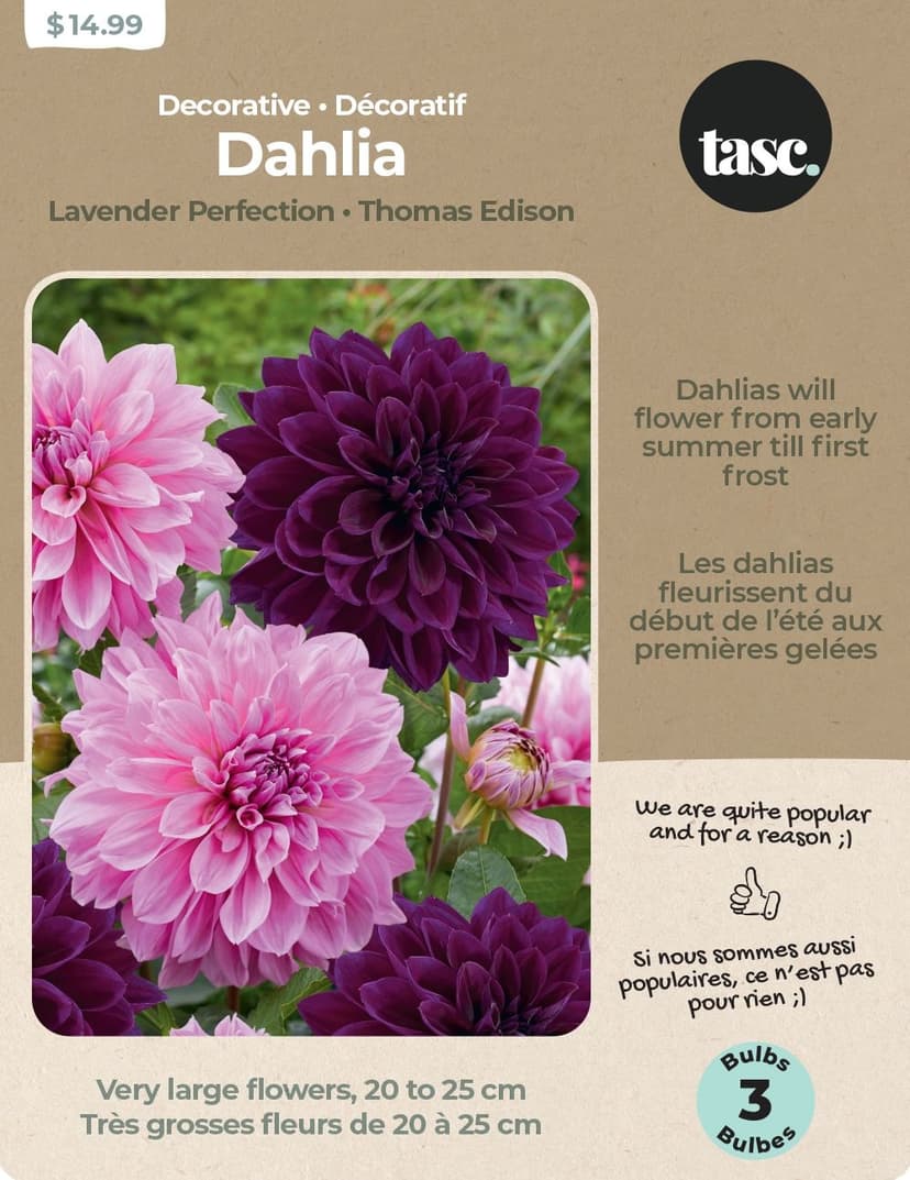 Bulbs Are Easy, Lavender Perfection & Thomas Edison Dahlia Bulbs, Home Garden