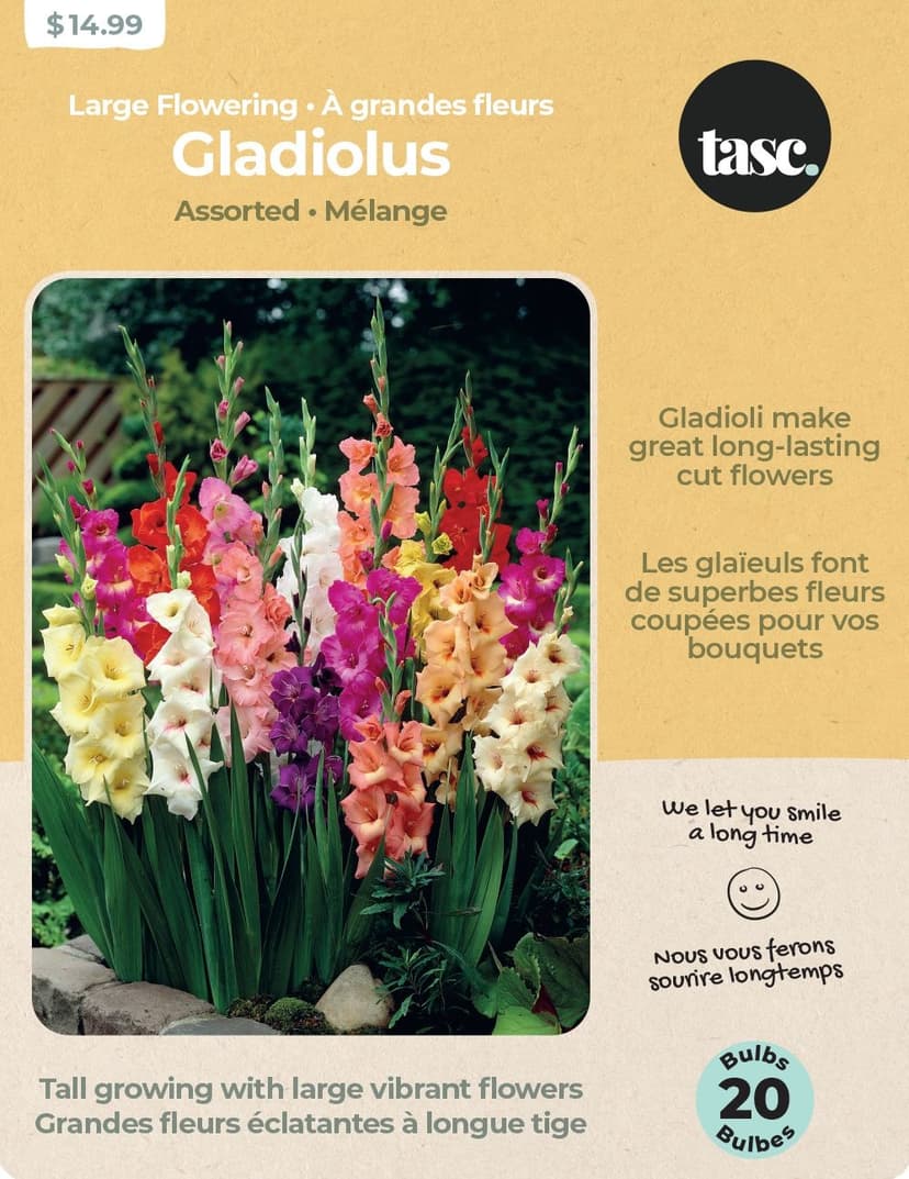 Bulbs Are Easy, Large Flowering Gladiolus Bulbs, Home Garden