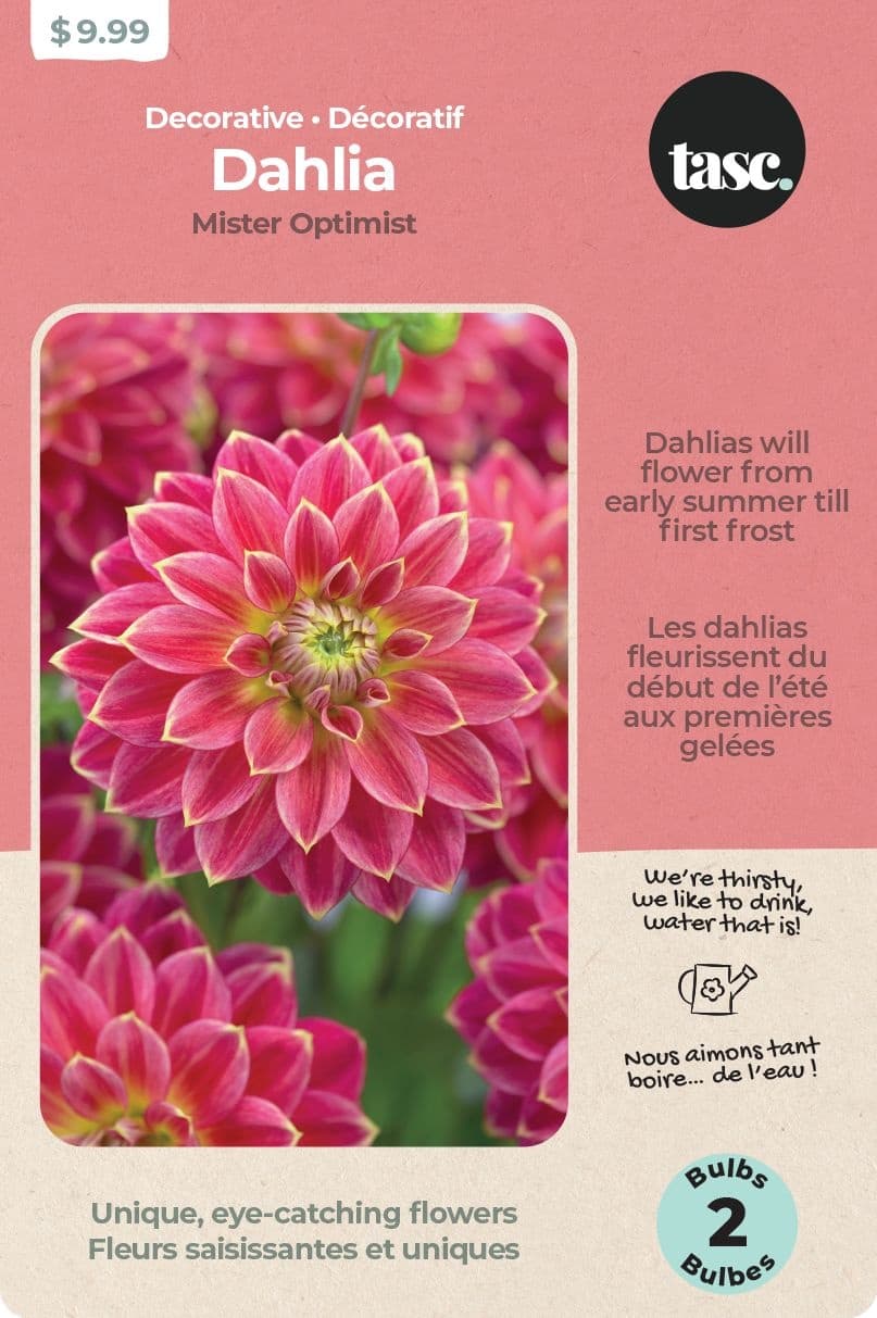 Bulbs Are Easy, Mister Optimist Dhalia Bulbs, Ready to Plant for your Home Garden