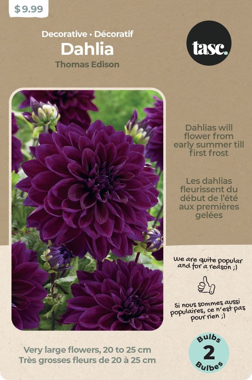 Bulbs Are Easy, Thomas Edison Large Dhalia Bulbs, Home Garden, 2 Bulbs