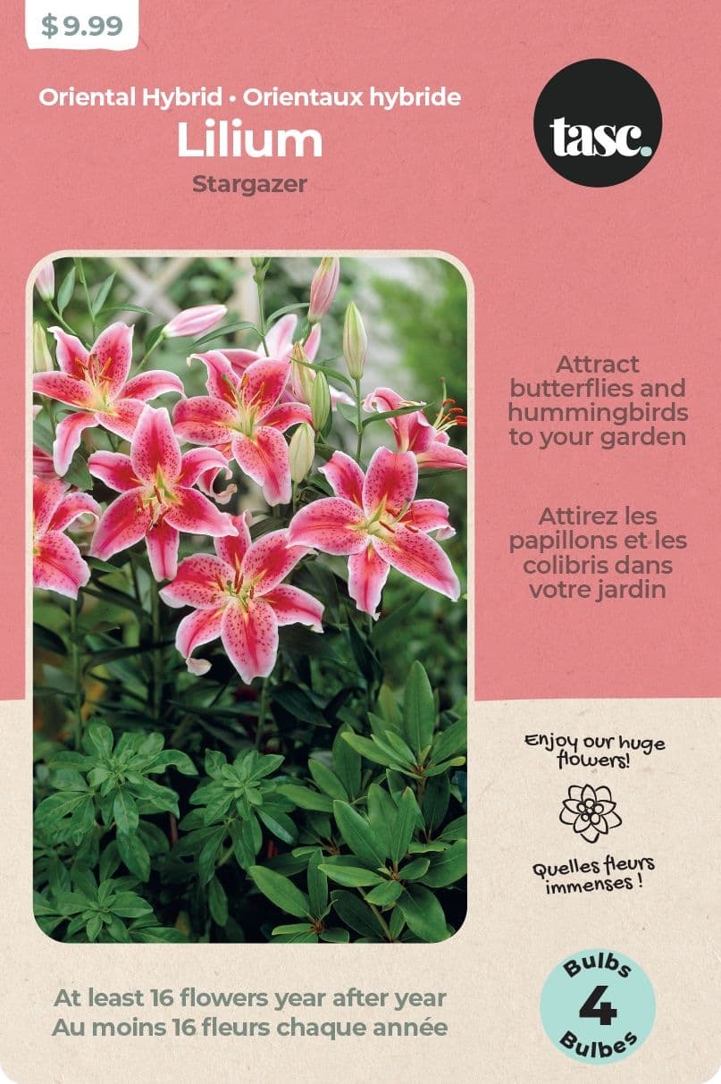 Bulbs Are Easy, Stargazer Oriental Hybrid Lilium Bulbs, Home Garden, 5 Bulbs