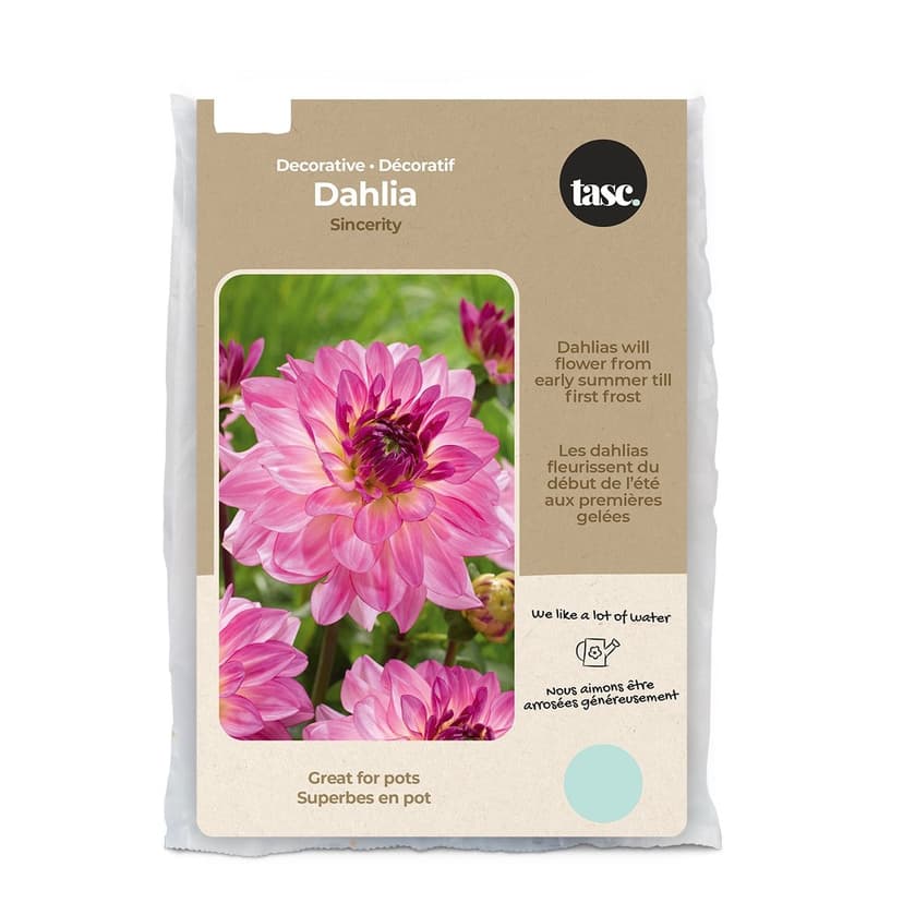 Bulbs Are Easy, Felix Crousse Paeonia Bulbs, Ready to Plant for your Home Garden