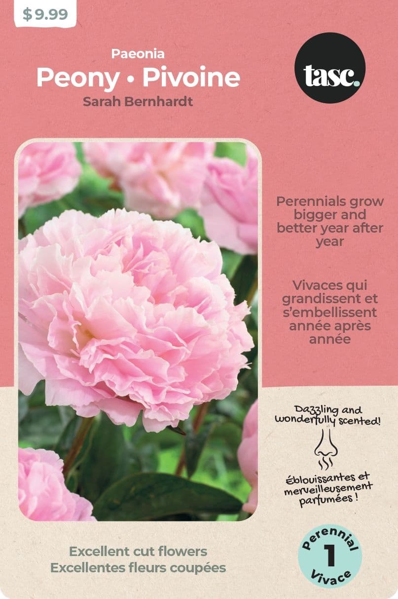 Paeonia Sarah Berhardt 2-Bulbs For Planting
