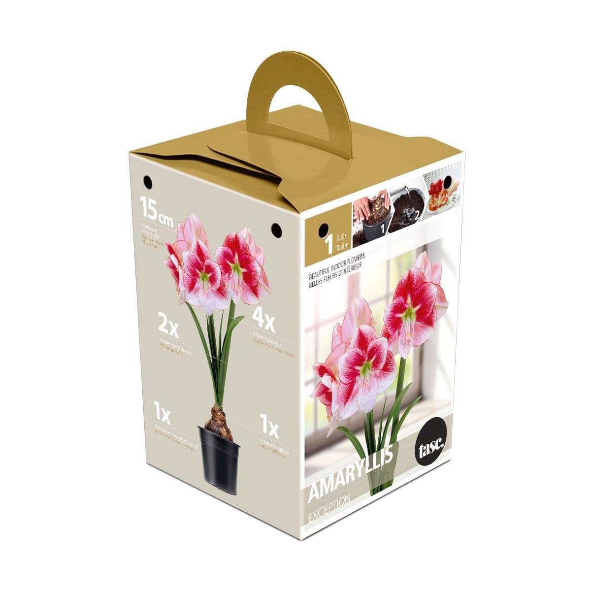 Bulbs Are Easy, Charisma Amaryllis Bulbs, Ready to Plant for your Home Garden