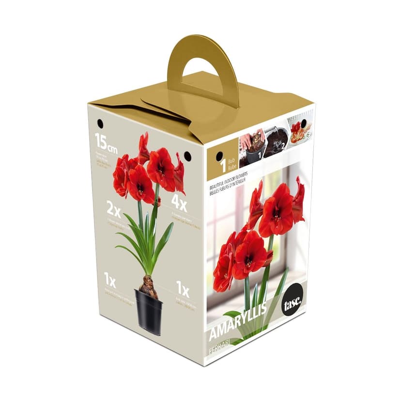 Bulbs Are Easy, Queen of the Night Amaryllis Bulbs, Ready to Plant for your Home Garden