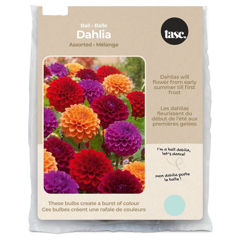 Bulbs Are Easy, Dahlia Ball Spring Bulbs, Assorted Varieties, Home Garden